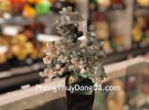 Cây đá ngọc Đông linh thân bonsai chậu kiểu nhật mới (Phước) KC119