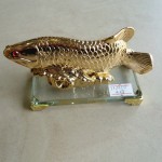 H292 2 150x150 Cá kim long vàng nhỏ H292G